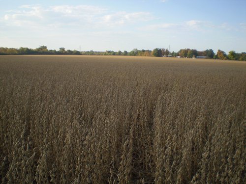 Property photo 31 - 75+/- Acres in 9 Tracts